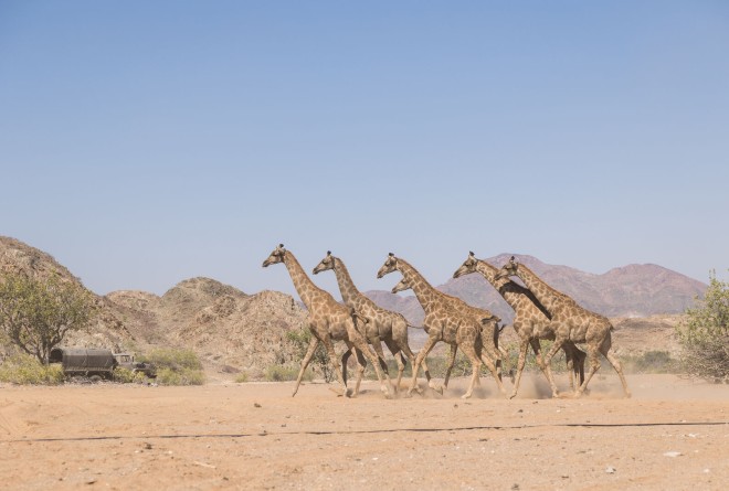 Giraffe in Iona National Park