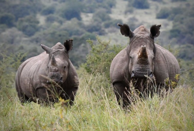 White Rhino Return to Rwanda