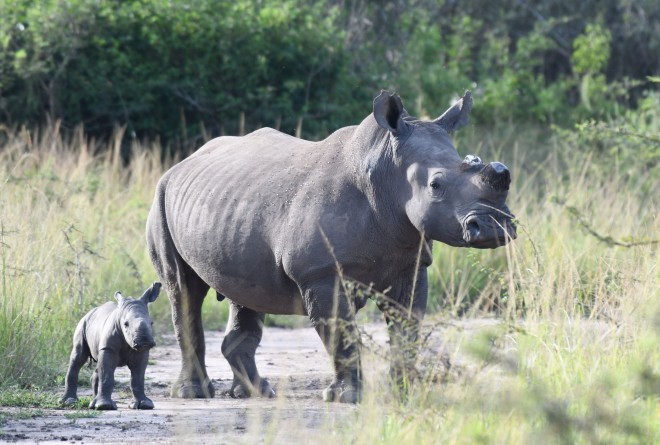 White rhino with a calf 