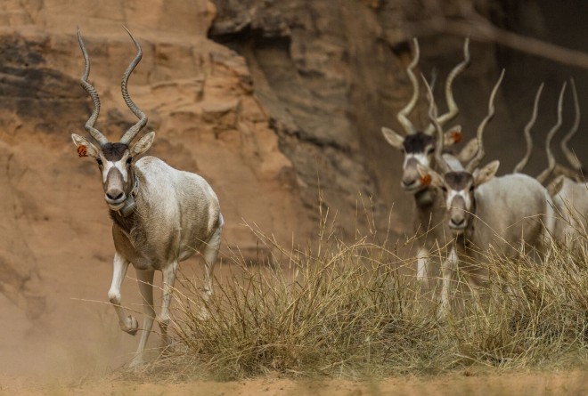 Addax in Ennedi Natural and Cultural Reserve © Marcus Westberg 