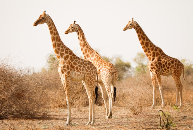 Giraffe in Zakouma National Park in Chad © Peter LindseyLRF