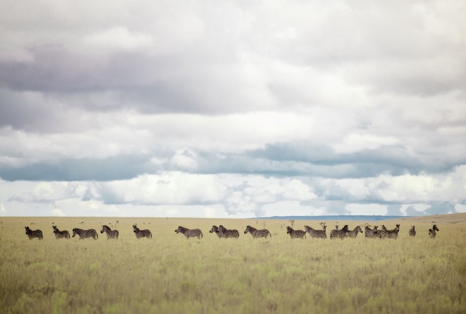 Herd of common zebras grazing on the Lusinga plateau, not too far from the Lusinga station. They are on the only wild zebras left in the DRC © Leonard Pongo 