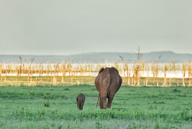  © Marcus Westberg and African Parks  (2)