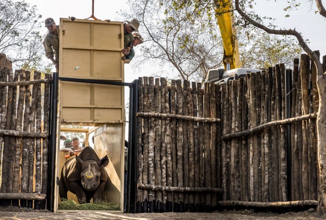 Rhino being released out of the crate into the boma Zakouma National Park, Chad © Marcus Westberg and African Parks  (2)