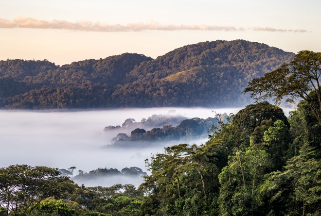 Nyugwe National Park 