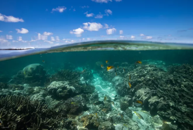 Half underwater, fish swim amonst pristine coral reefs while blue skies shine above