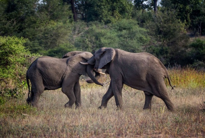 Elephants in Majete