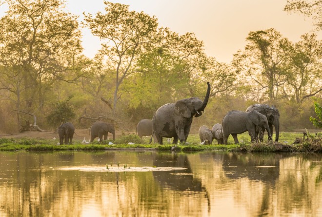 Elephants in Pendjari