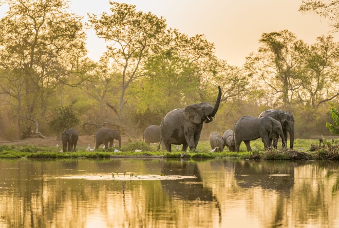 Elephants in Pendjari