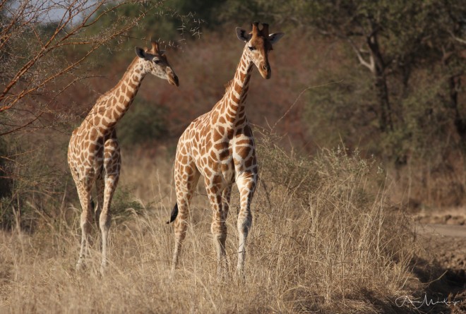 Giraffes in Zakouma