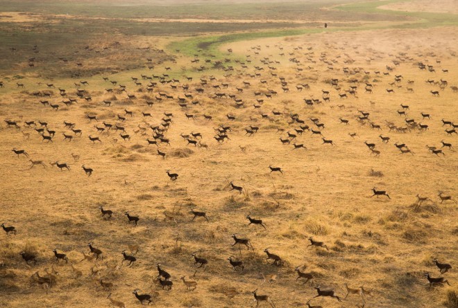 White eared kob antelope in Great Nile Migration Landscape © David Simpson