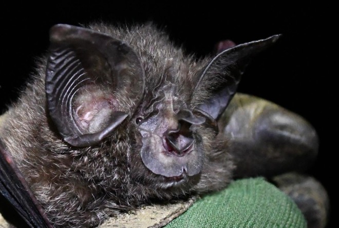 Closeup of the Hill's Horseshoe Bat's face with its distinctive nose and ears