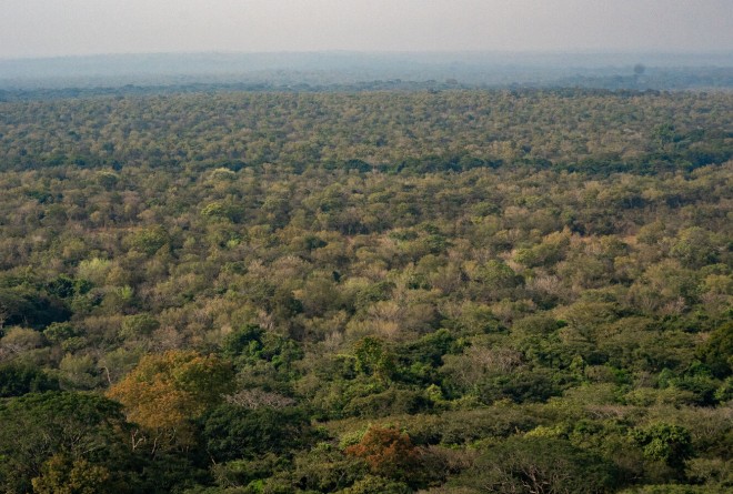 Chinko forest
