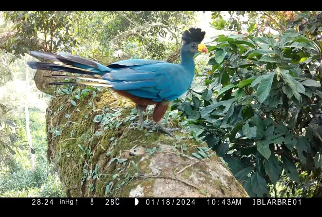 A blue turaco bird with blue feathers, brown legs, and a yellow beak is captured by a camera trap in a tree in Odzala-Kokoua
