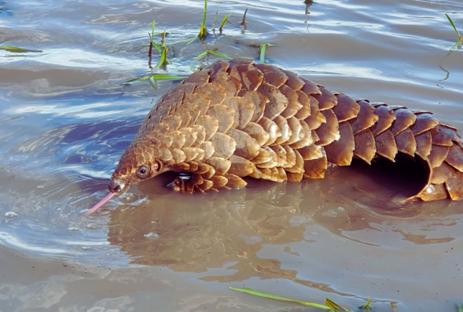 Pangolin
