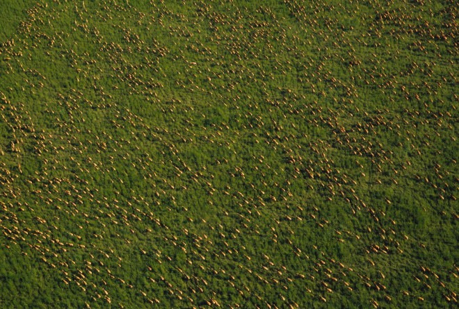 Antelopes migrating in Boma and Badingilo