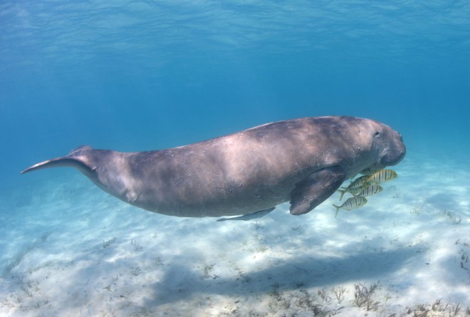 Dugong 