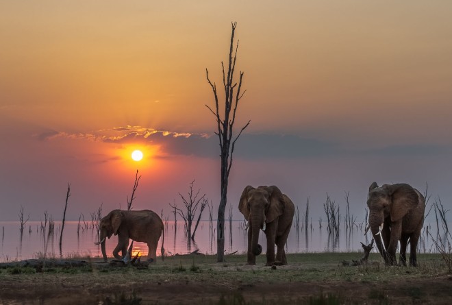 Matus elephants 