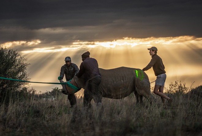 Rhino move in Dinokeng 