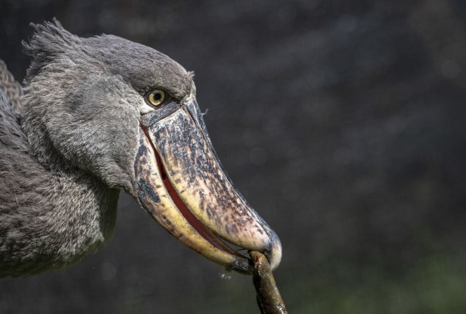 Shoebill