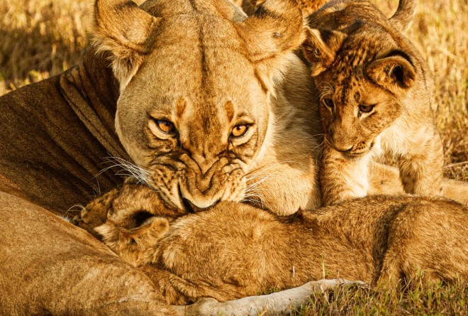 Lions