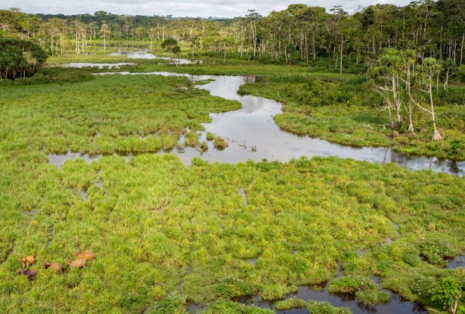 Congo Basin 