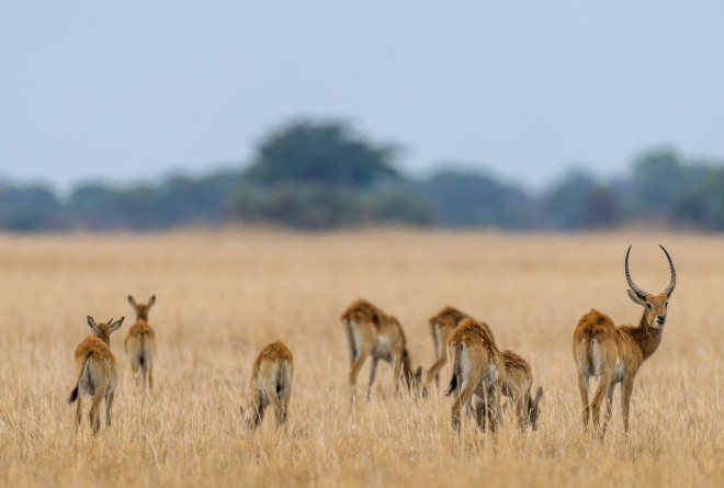 Kafue 