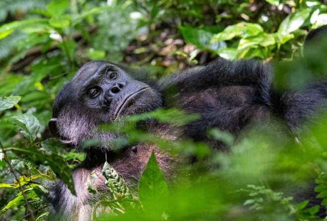 Chimp in Nyungwe