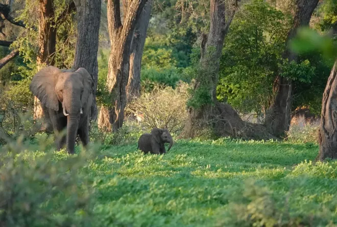 Elephants in Lower Zambezi National Park © Donovan Rule CLZ