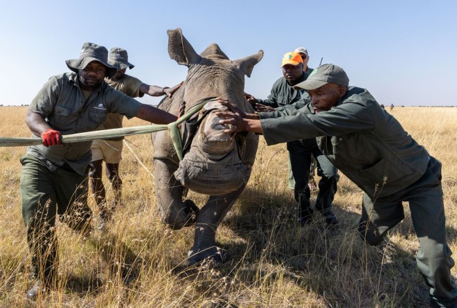 The capture team steadies a rhino using guiding straps as part of a translocation 