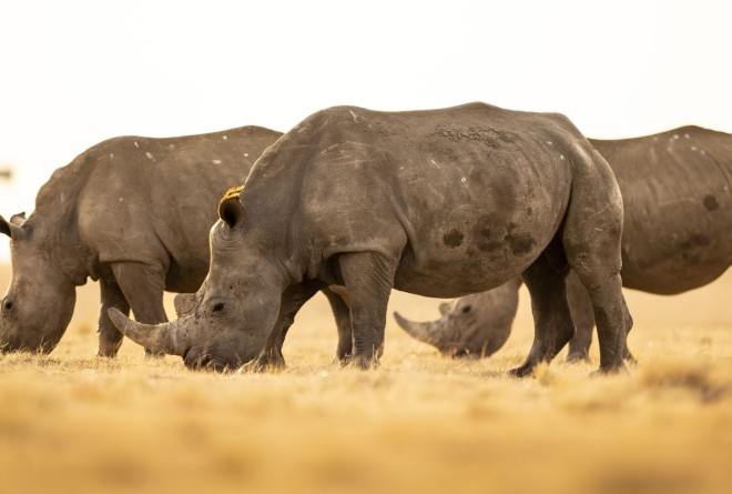 White Rhino grazing and to be Released Over 10 Years © Brent Stirton and African Parks
