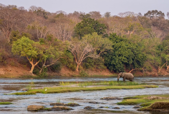Elephant in Majete