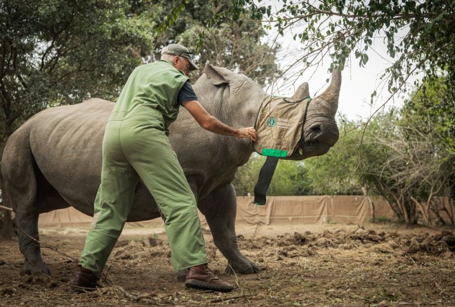 Rhino being moved into a crate 
