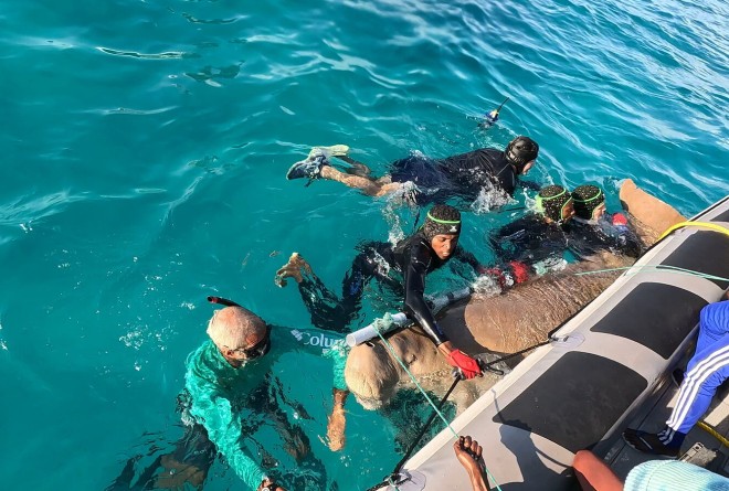 Dugong tagging 