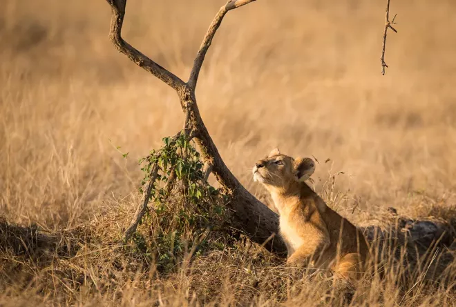 Lion Zakouma Chad