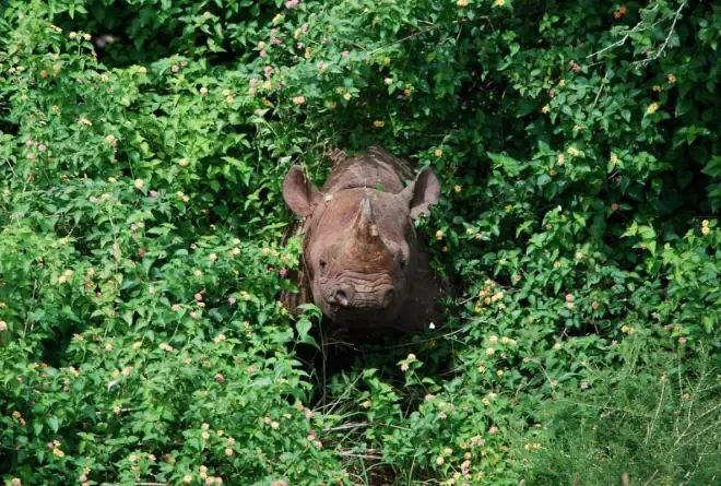 Rhino Akagera Drew Bantlin