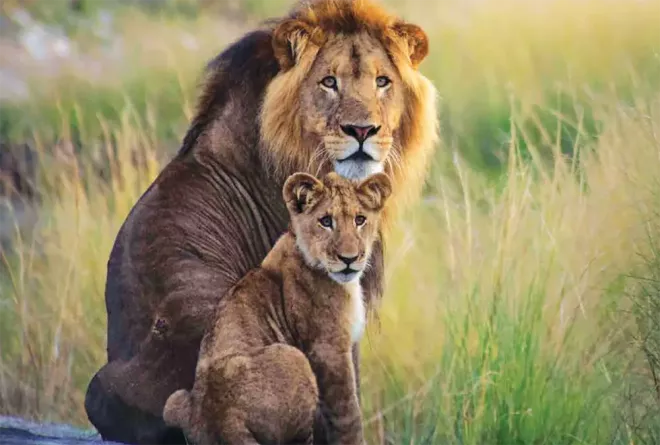 Liuwa male and cub Andrew MacDonald