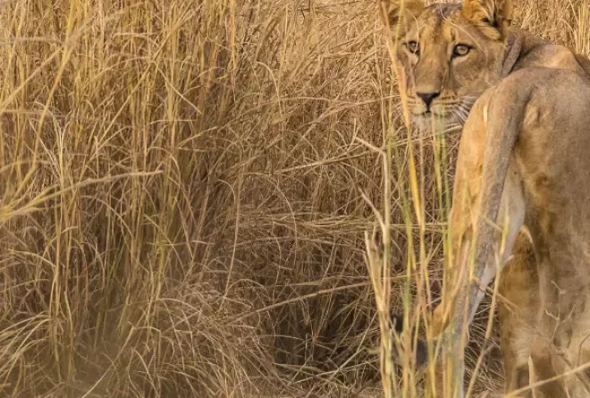 Lion in the African savannah, strolling through the tall grass