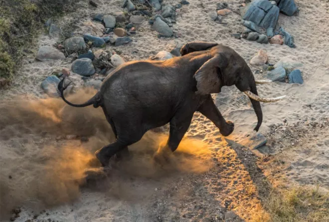 NatGeo Elephant