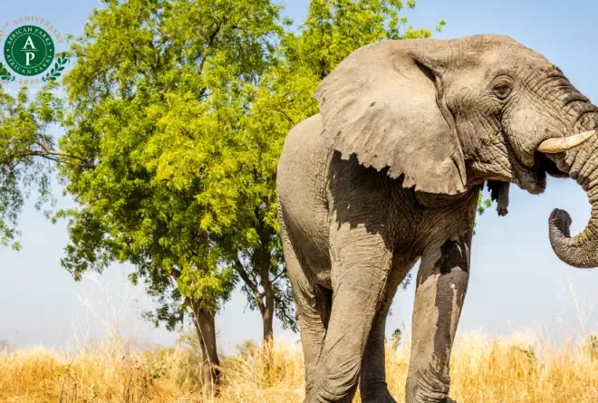 zoom background preview marcus westberg elephant