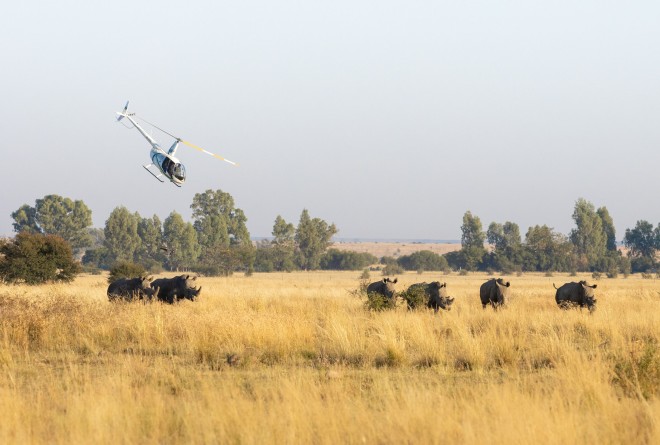 Helicopter Observing Rhino in the grass