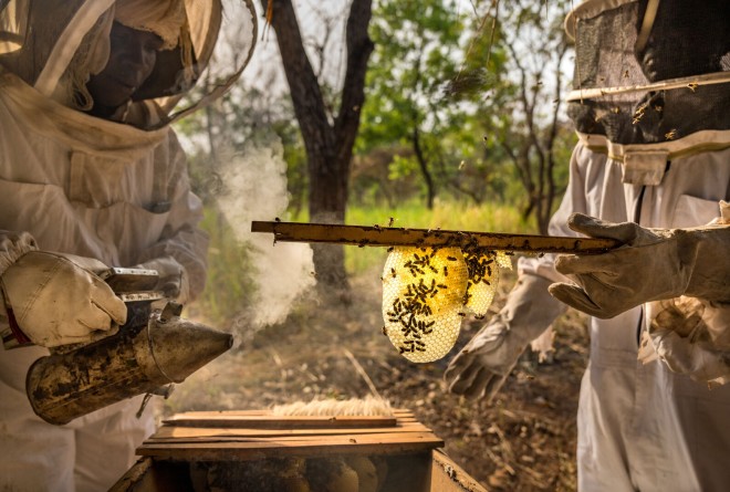 Beekeeping in Garamba