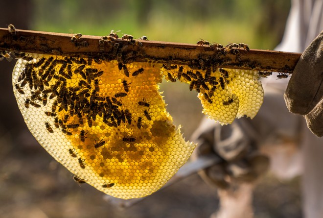 Honey from Garamba