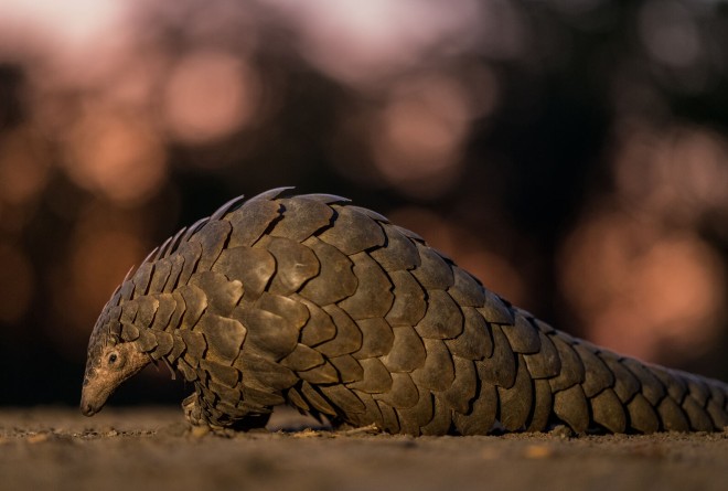 Pangolin