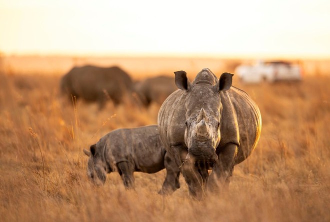 rhino in a farm 
