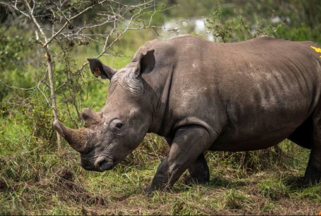 Rhino being moved to Akagera 
