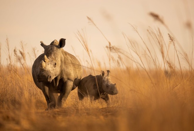 Rhino in a field 
