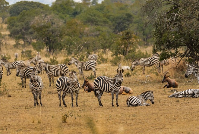 Akagera National Park, Rwanda