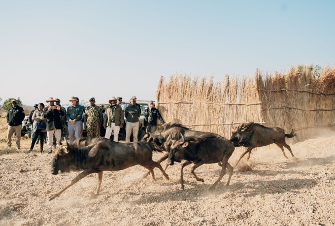 Wildebeest being released in Kafue National Park