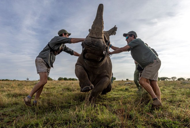 Rhino being moved into a crate 